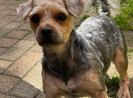 Playful Yorkshire Terrier &ndash; Five, 2 Years Old