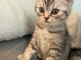 British Shorthair x Persian kitten
