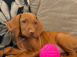 Kc Hungarian vizsla puppy