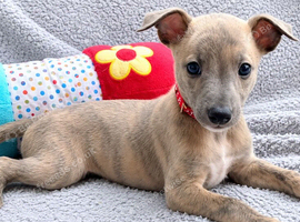 KC reg - 1 Blue Brindle boy available