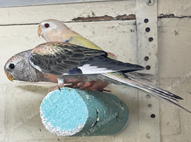 Stunning young pair of bourkes parakeets