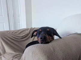 Doberman pup