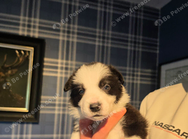 Working Border Collie Puppies &ndash; 5 Boys & 2 Girls