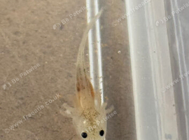 axolotl babies