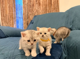 Beautiful BSH Silver Tabby,Champion Bloodlines