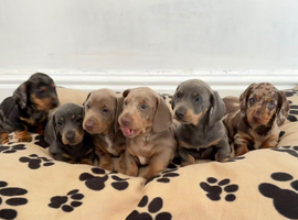 Beautiful Dachshunds
