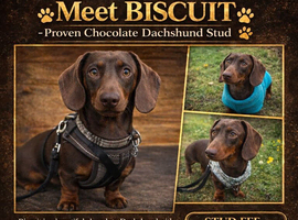 BISCUIT &ndash; PROVEN STUD DOG AVAILABLE
