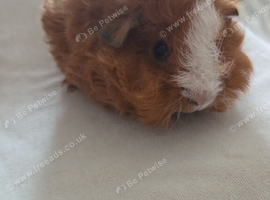 2 females ready for forever homes