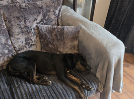 Rehoming puppy