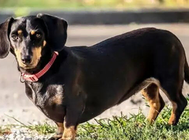 Im looking for a dachshund puppy to rehome