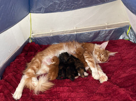 Maine Coon Kittens