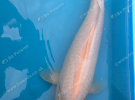 Koi for sale