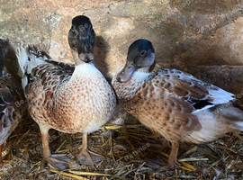 2 male abacot drakes