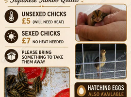 Japanese jumbo quails
