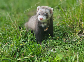 2 Gill ferrets