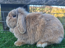 Various Adult Mini Lops