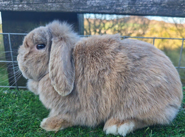 Adult Lilic Harli VM Mini Lop Female