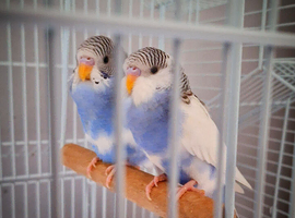 Home bred budgies males and females rare colours