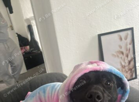 Coco looking for her forever home