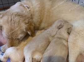 Goldendoodle puppies for sale