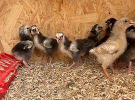 Wyandotte Bantam Chicks