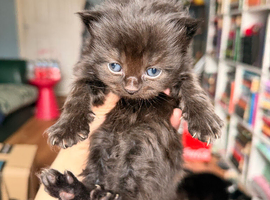 4 beautiful kittens