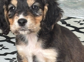 Show cocker/ cocker spaniels