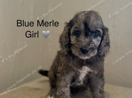 Stunning Cockapoo Puppy&rsquo;s - Ready Now!