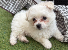 Bichon Frise - 1 Male Puppy (8 Weeks) Ready Now - &pound;800