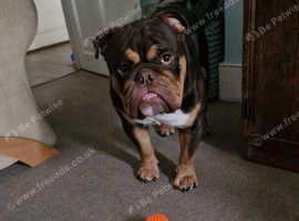 English bulldog year and half stud