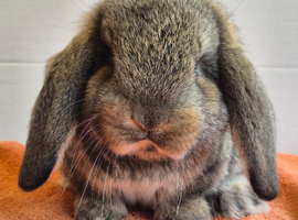 French lop baby Doe