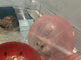 Robo hamster dwarf