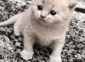 High-Quality British Shorthair Kittens