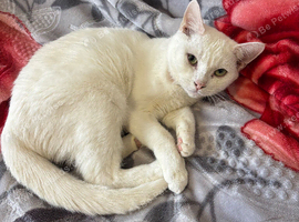 White cat