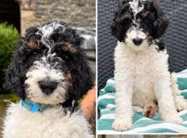 Beautiful fluffy Labradoodle