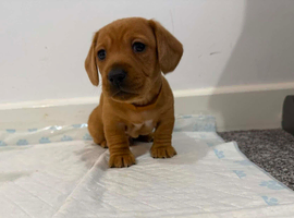 7x daschund puppies for sale
