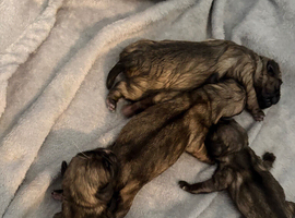 Puppies for sale