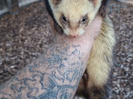 Polecat hob