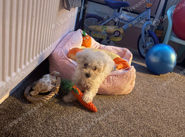 Maltese x chihuahua