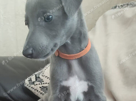 Beautiful KC Blue Whippet Puppies