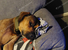 Mastiff x rottweiler