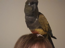 Patagonian conure