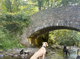 7 Bull x Lurcher pup