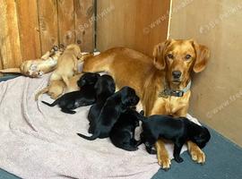Spaniel x Labrador puppies
