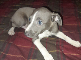 Italian greyhound puppies
