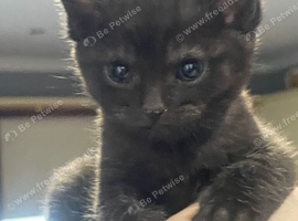 Five gorgeous babies looking for their new homes