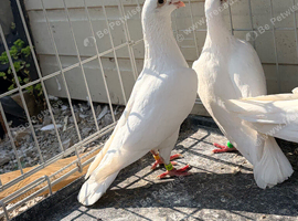X2 pair of white racing pigeons