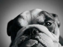 Monty. Male bulldog looking for new home