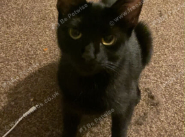 Black ShortHaired Female.