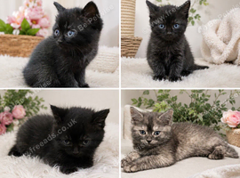 Scottish fold mixed kitten